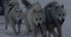 David Guetta - 'She Wolf' Video